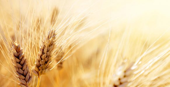 Shavuot