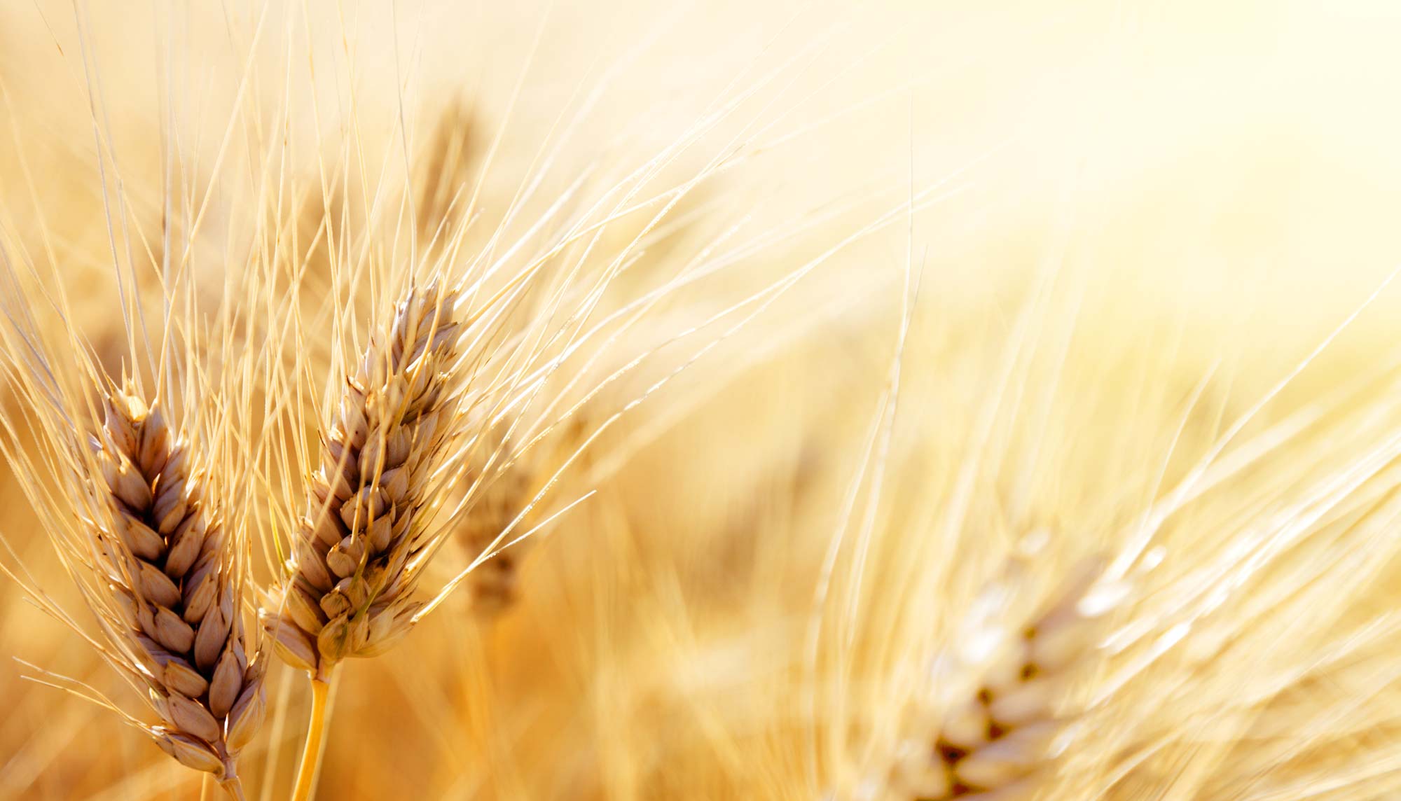 Shavuot